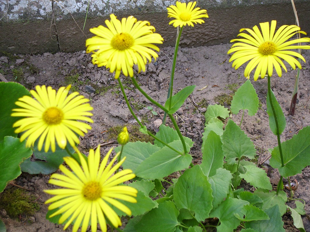 Karins Garden Summer Days1